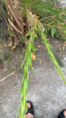 Oenothera curtiflora