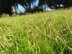 Paspalum vaginatum