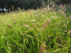 Paspalum vaginatum