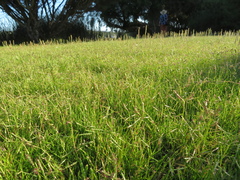 Paspalum vaginatum