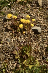 Calceolaria filicaulis