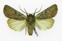 Lycophotia molothina