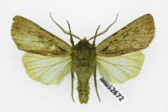 Lycophotia molothina