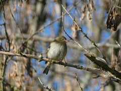 Fringilla coelebs