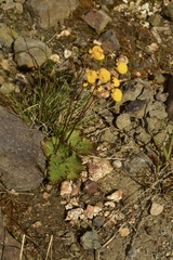 Calceolaria filicaulis