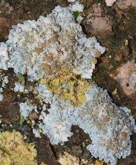 Squamarina lentigera