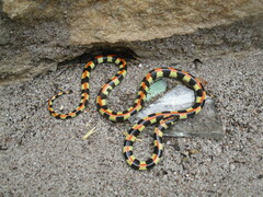 Homoroselaps lacteus