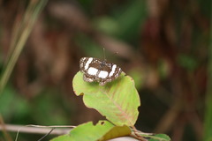 Aterica