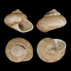 Calliostoma koma