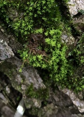 Syntrichia virescens