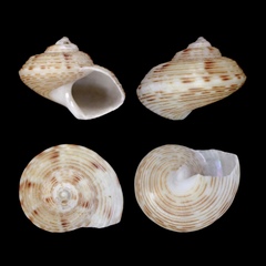 Calliostoma koma