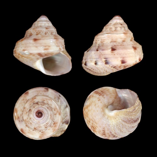 Calliostoma consors