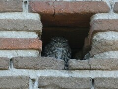 Athene noctua