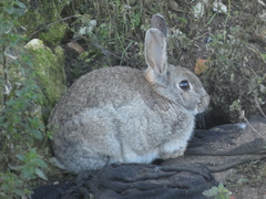 Oryctolagus cuniculus