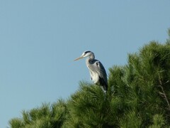 Ardea cinerea