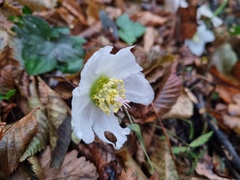 Helleborus niger
