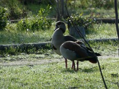 Alopochen aegyptiaca