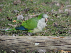 Myiopsitta monachus