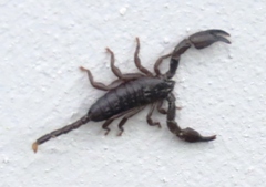 Opisthacanthus validus