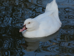 Anas platyrhynchos × Cairina moschata
