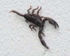 Opisthacanthus validus
