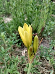 Zephyranthes gilliesiana