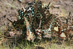 Graphium antheus