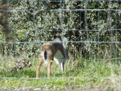 Lepus granatensis