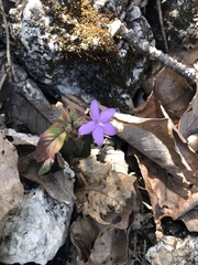 Pseuderanthemum praecox