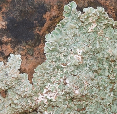 Squamarina lentigera