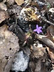 Pseuderanthemum praecox