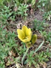 Zephyranthes gilliesiana