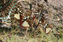 Graphium angolanus
