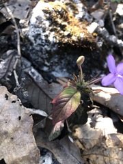 Pseuderanthemum praecox