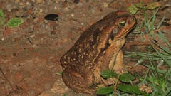Rhinella diptycha