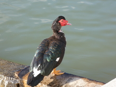 Cairina moschata domestica