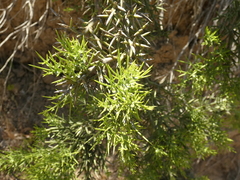 Colletia spinosissima