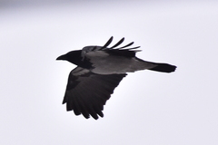 Corvus cornix