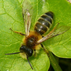 Andrena gravida