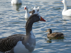 Anser anser domesticus