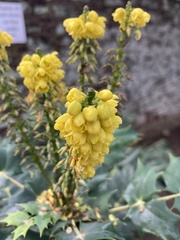 Berberis × hortensis