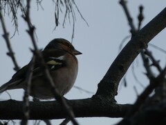 Fringilla coelebs