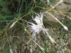 Dianthus broteri