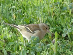 Fringilla coelebs