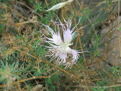 Dianthus broteri