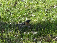 Fringilla montifringilla