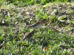 Fringilla montifringilla