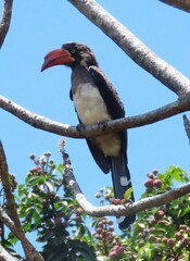 Lophoceros alboterminatus