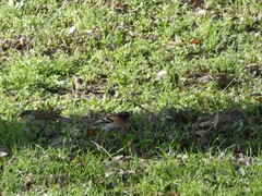Fringilla coelebs