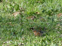Passer montanus